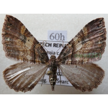 Earophila badiata (Denis & Schiffermüller, 1775) Paśnik kasztanek Czech60h